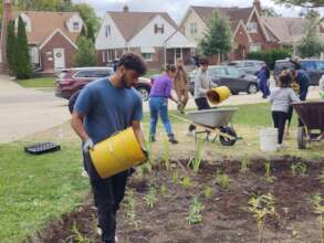 Spreading mulch around the young plants