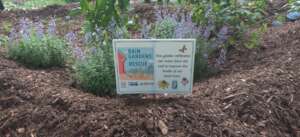 Rain Gardens to the Rescue sign in new garden