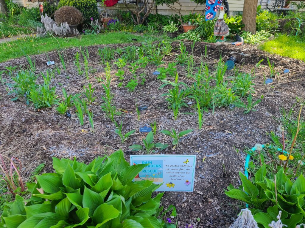 Rain Gardens to the Rescue