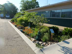 Rain garden at a public site