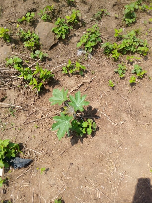Sustainable Castor Beans farming in Nigeria GlobalGiving