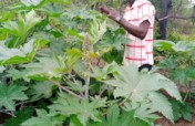 Sustainable Castor Beans farming in Nigeria