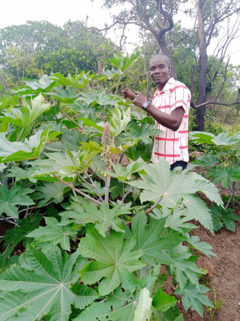 Sustainable Castor Beans farming in Nigeria