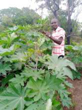 Sustainable Castor Beans farming in Nigeria