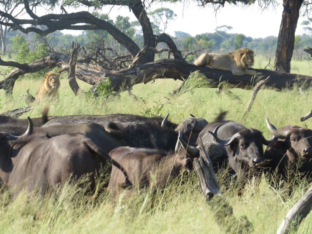 Support 340 Wildlife Rangers in Zimbabwe