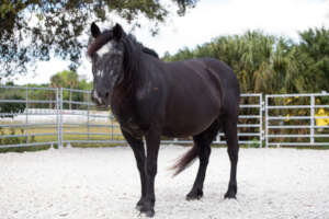 Beauty - Equine of the Year PATH Region 5
