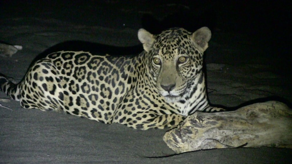 Protect Sea Turtles & Researchers in Costa Rica