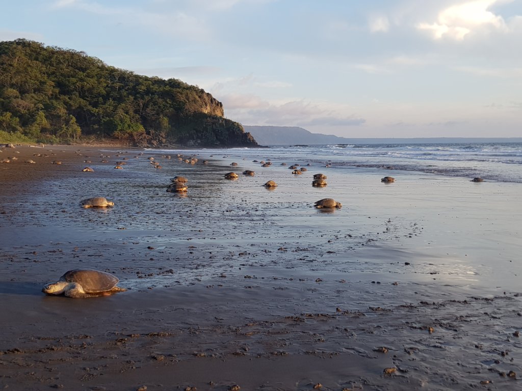 Protect Sea Turtles & Researchers in Costa Rica