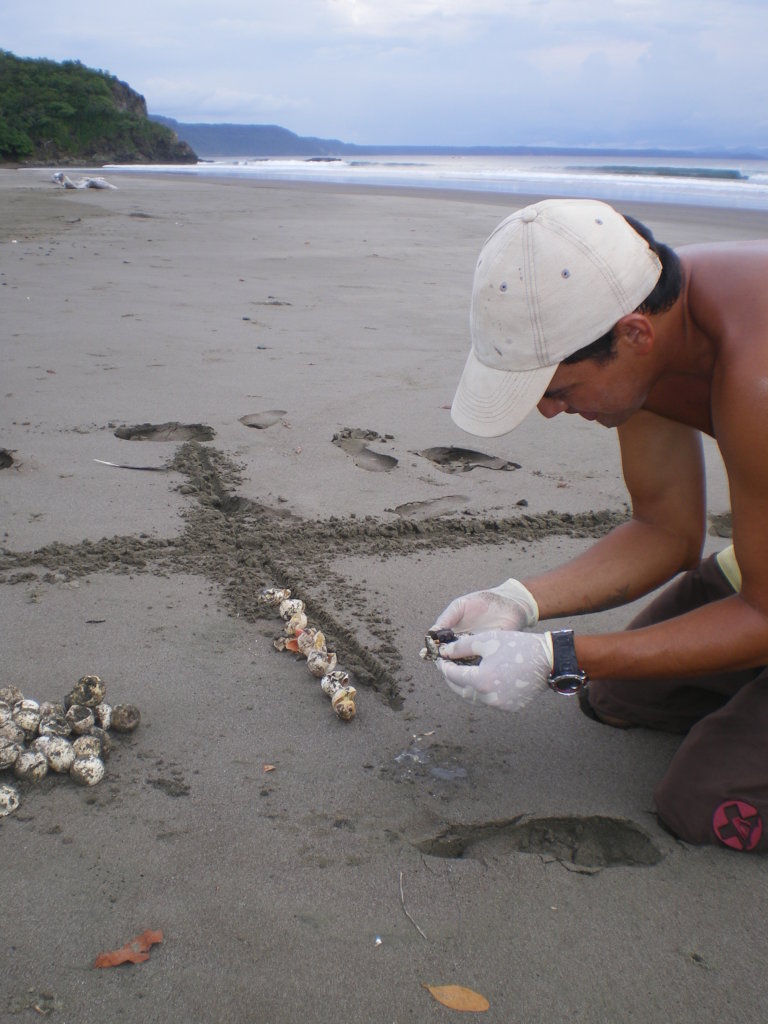 Turtle Biologist Luis Fonseca Lopez