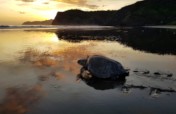 Protect Sea Turtles & Researchers in Costa Rica