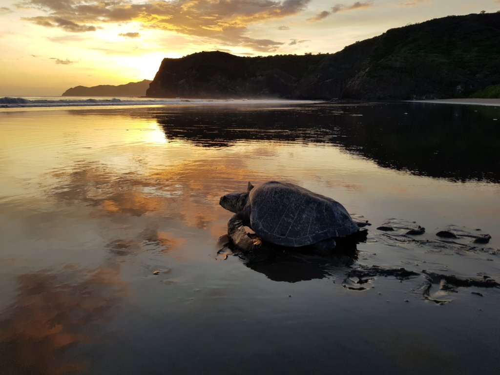 Protect Sea Turtles & Researchers in Costa Rica
