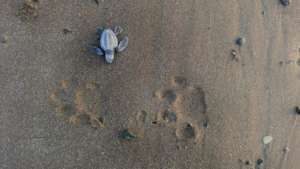 An Olive Ridley sea turtle and jaguar footprints