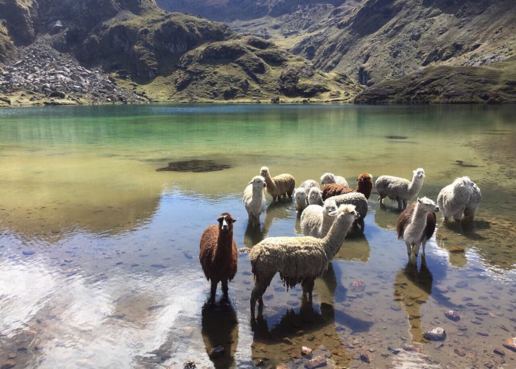 Trekking High-Andes of Cusco on Virtual Reality!