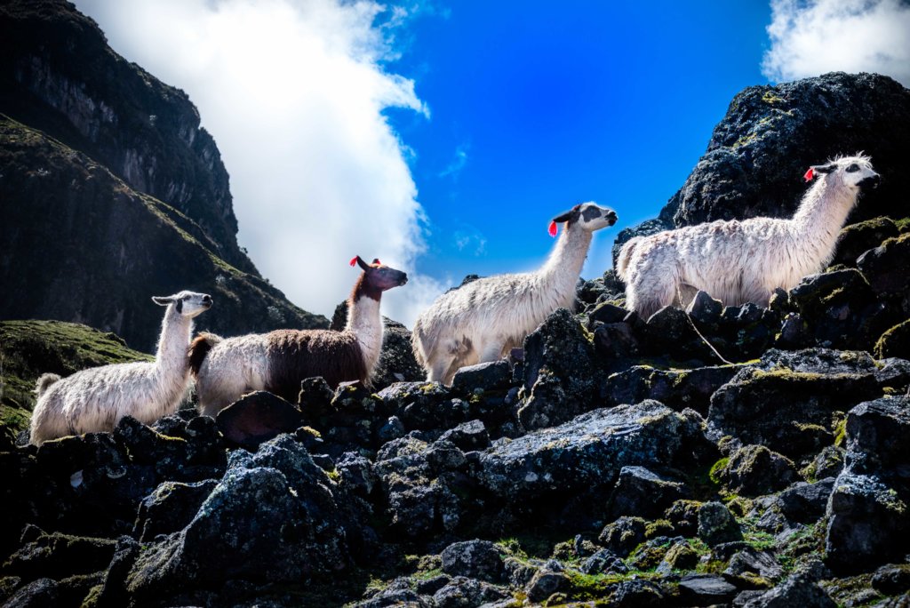 Trekking High-Andes of Cusco on Virtual Reality!
