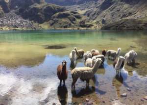 Alpacas' bath time