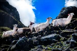 Trekking with alpacas