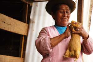 Guinea pigs rituals in Media Luna