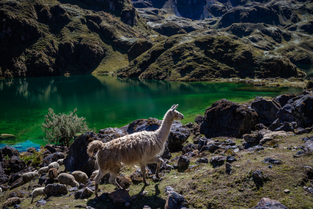 Trekking High-Andes of Cusco on Virtual Reality!