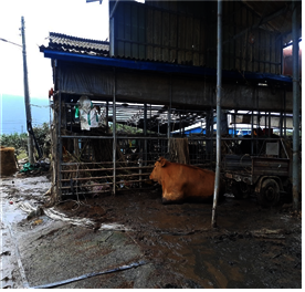 Flood Recovery Assistance : Gurye, South Korea