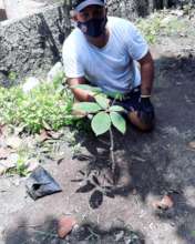 Reforestation efforts part of the plan