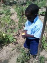 Jerome Awuoth inspects his tomato harvest