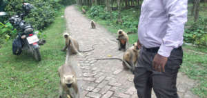Entellus in a village road.