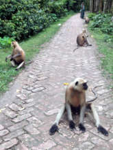Tried to enter in a village.