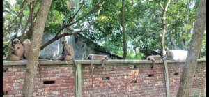 Waiting in a village.