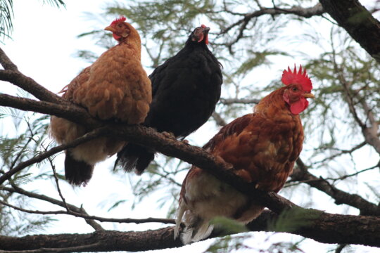 Hens Hatching Hope