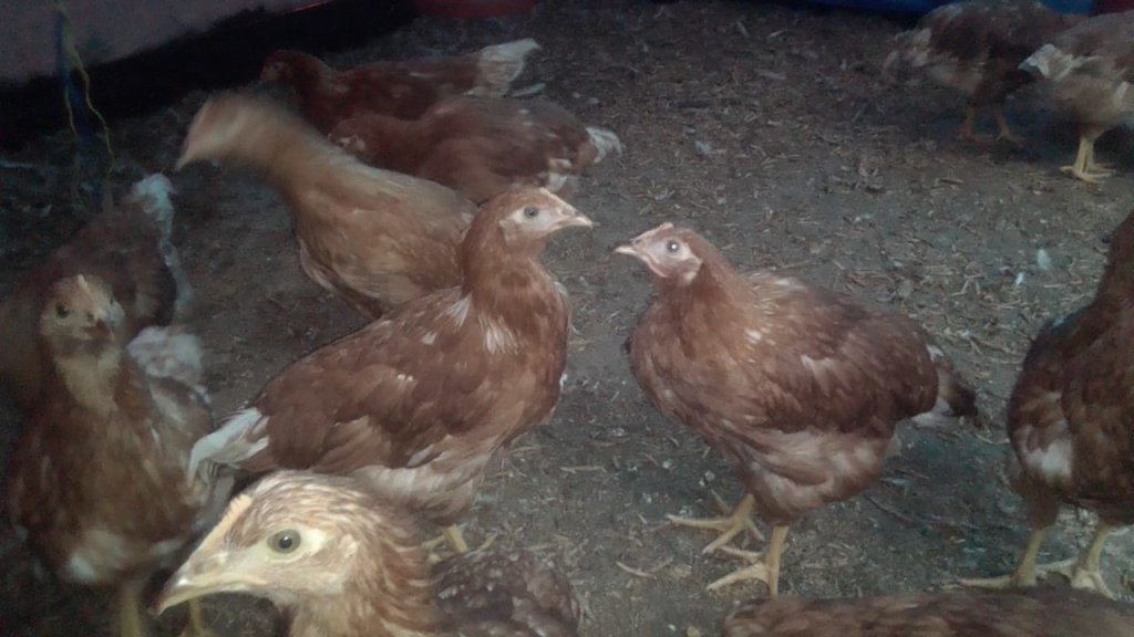 Hens Hatching Hope:  Un Huevo Cada Dia