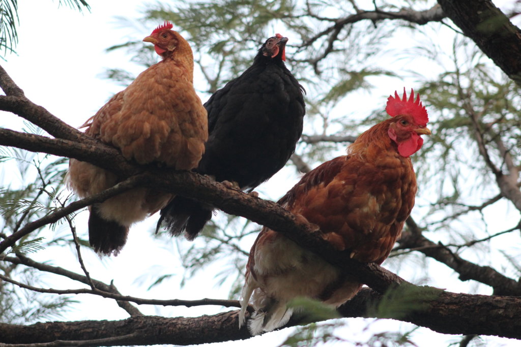 Profe Iris' Hens in the tree in Camasca