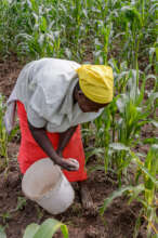 One of the widows top dressing her maize last year