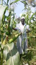 The corn is ready, successful visitation