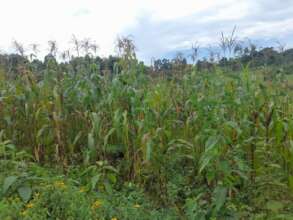 Green maize, second last stage to harvest