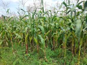 Maize ready, waiting to dry up, then harvest