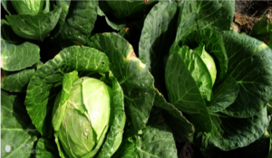 Cabbages recently harvested