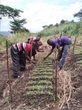thinning plants in nursery