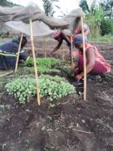 weeding before transplanting