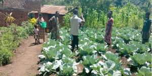 pest scouting in tomatoes and cabbages