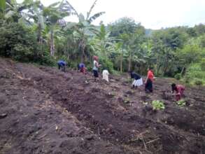 Phase 7 - Community Garden transplanting