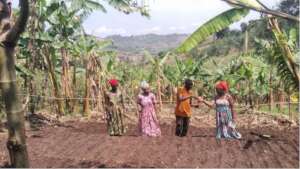 Sowing and seed spacing