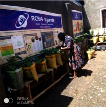 Sack garden outside RCRA Office, Kasese Town
