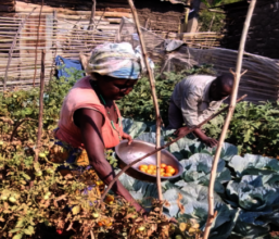Tomato harvesting