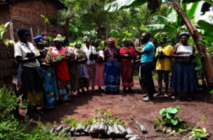 Distribution of tree seedlings