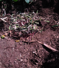 Compost pit, local materials