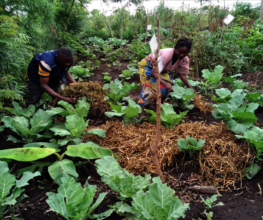 Phase IV garden mulching