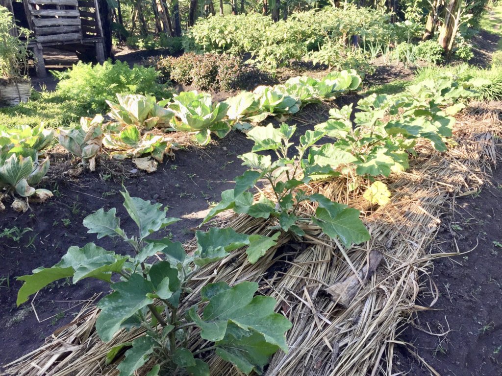 1,000 Women's Gardens for Health and Nutrition