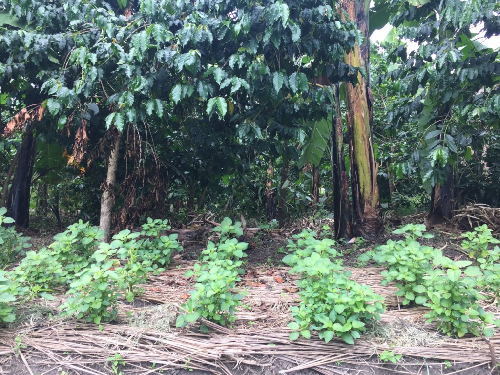 1,000 Women's Gardens for Health and Nutrition