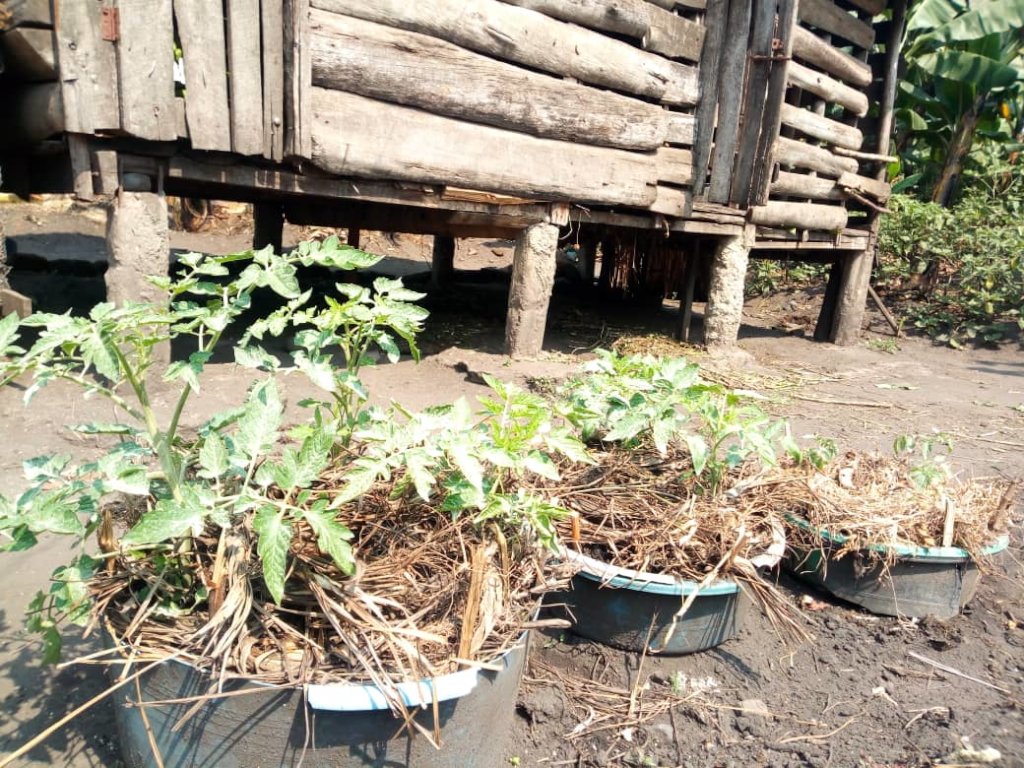 1,000 Women's Gardens for Health and Nutrition