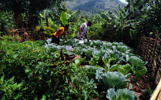 Weeding garden